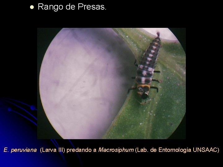 l Rango de Presas. E. peruviana (Larva III) predando a Macrosiphum (Lab. de Entomología