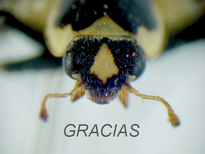 GRACIAS 
