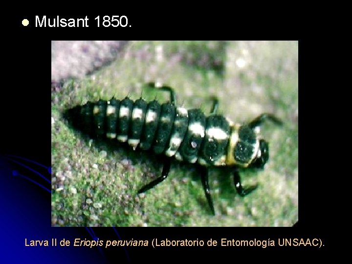 l Mulsant 1850. Larva II de Eriopis peruviana (Laboratorio de Entomología UNSAAC). 