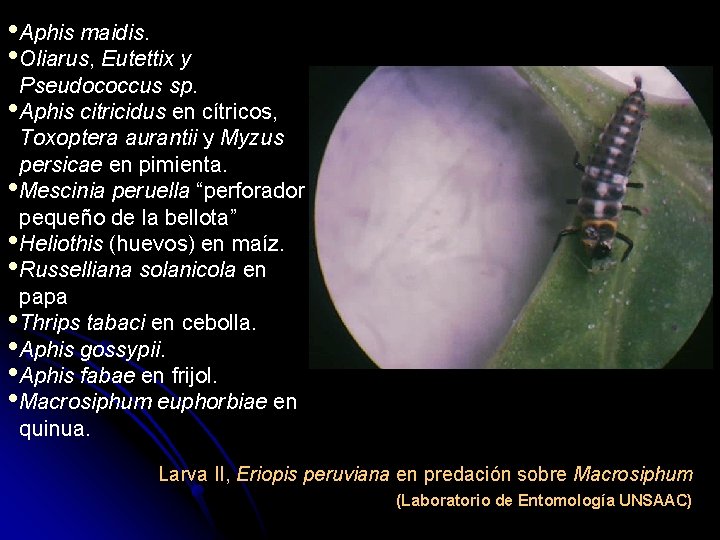  • Aphis maidis. • Oliarus, Eutettix y Pseudococcus sp. • Aphis citricidus en
