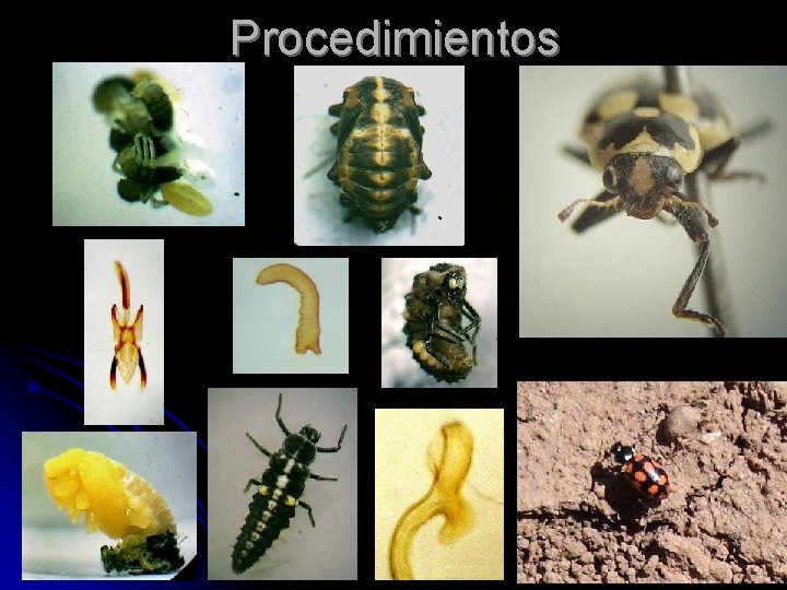 Procedimientos 