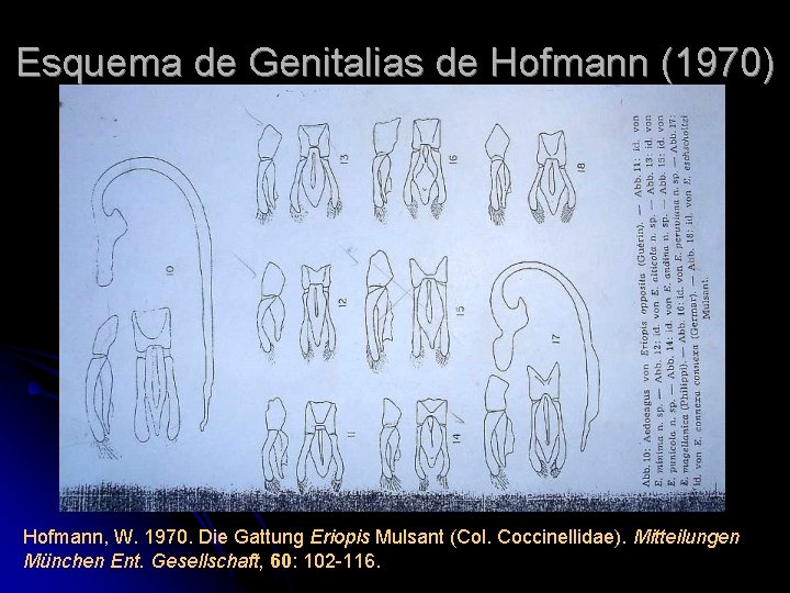 Esquema de Genitalias de Hofmann (1970) Hofmann, W. 1970. Die Gattung Eriopis Mulsant (Col.