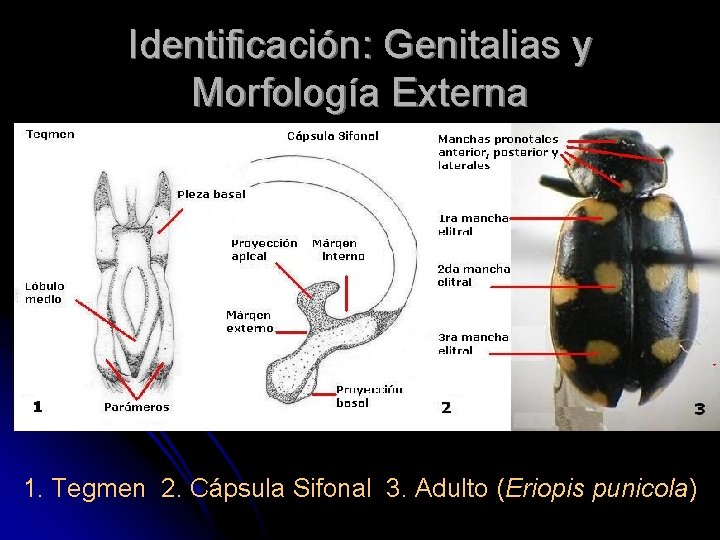 Identificación: Genitalias y Morfología Externa 1. Tegmen 2. Cápsula Sifonal 3. Adulto (Eriopis punicola)