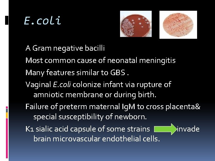 E. coli A Gram negative bacilli Most common cause of neonatal meningitis Many features