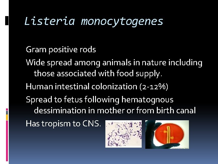 Listeria monocytogenes Gram positive rods Wide spread among animals in nature including those associated