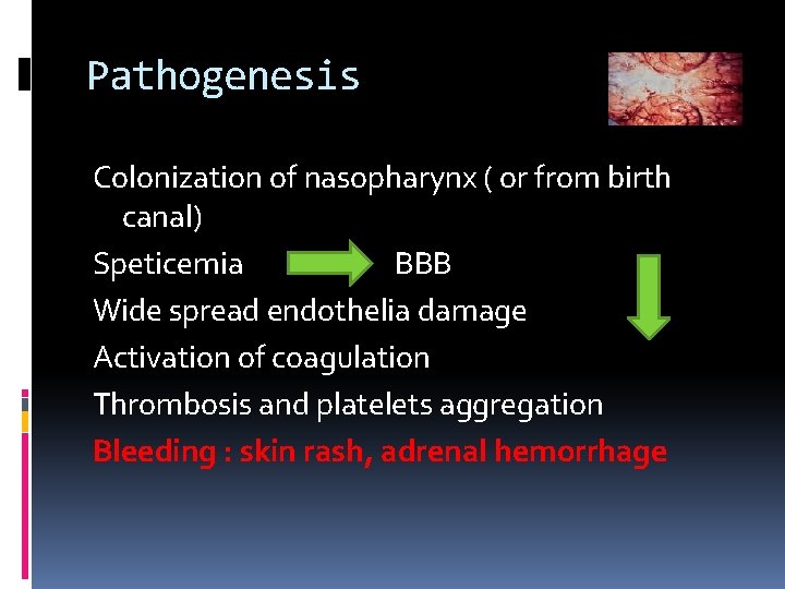 Pathogenesis Colonization of nasopharynx ( or from birth canal) Speticemia BBB Wide spread endothelia