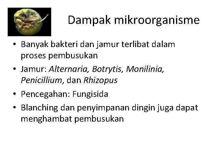 Dampak mikroorganisme • Banyak bakteri dan jamur terlibat dalam proses pembusukan • Jamur: Alternaria,