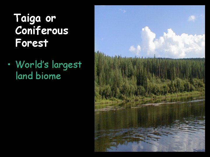 Taiga or Coniferous Forest • World’s largest land biome 