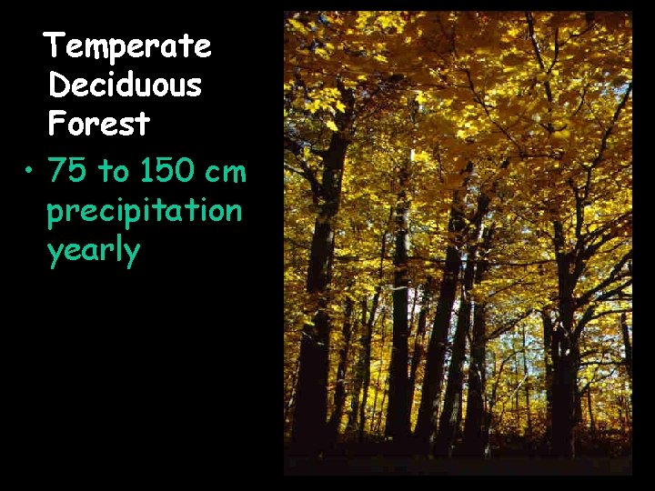 Temperate Deciduous Forest • 75 to 150 cm precipitation yearly 