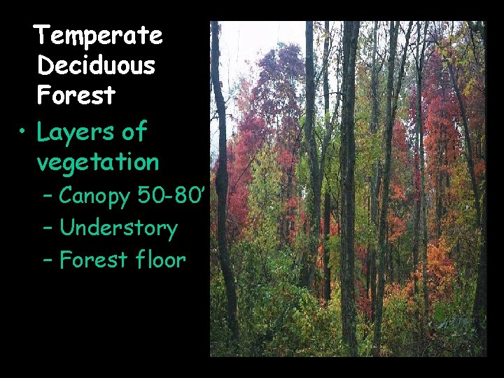 Temperate Deciduous Forest • Layers of vegetation – Canopy 50 -80’ – Understory –