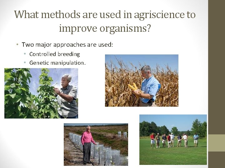 What methods are used in agriscience to improve organisms? • Two major approaches are