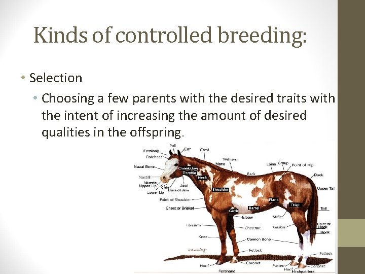 Kinds of controlled breeding: • Selection • Choosing a few parents with the desired