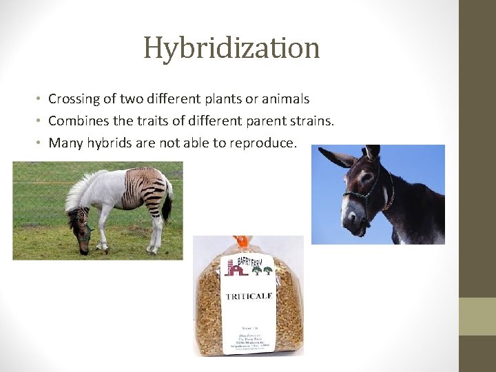 Hybridization • Crossing of two different plants or animals • Combines the traits of