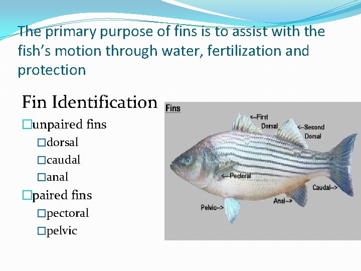 Fish Medicine BIOLOGY At 31 500 species fish