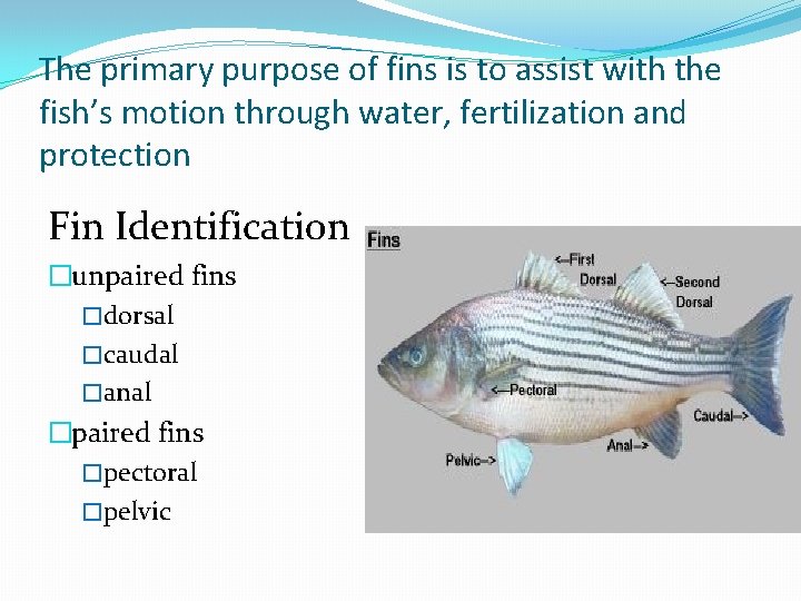 The primary purpose of fins is to assist with the fish’s motion through water,