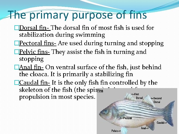 The primary purpose of fins �Dorsal fin- The dorsal fin of most fish is