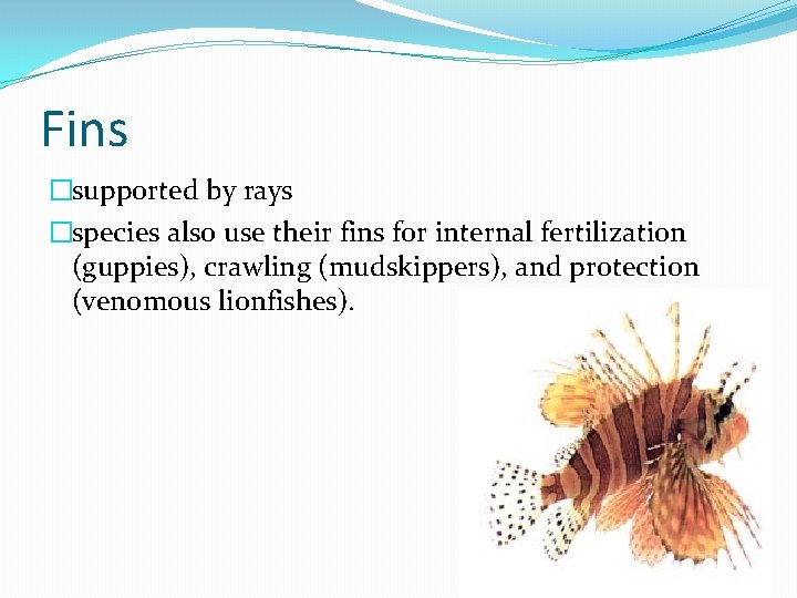 Fins �supported by rays �species also use their fins for internal fertilization (guppies), crawling