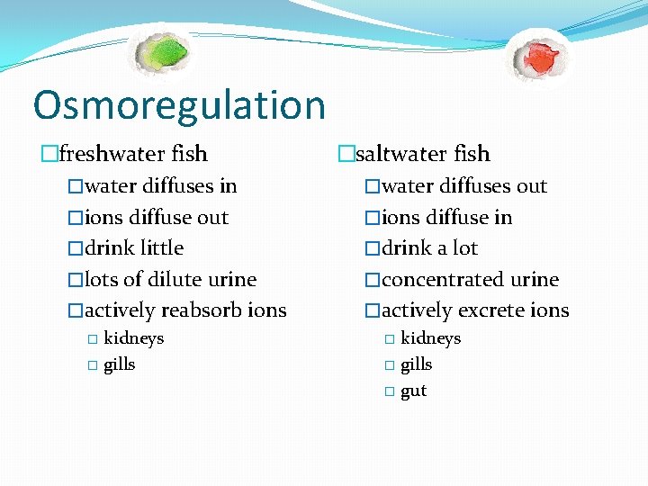 Osmoregulation �freshwater fish �water diffuses in �ions diffuse out �drink little �lots of dilute