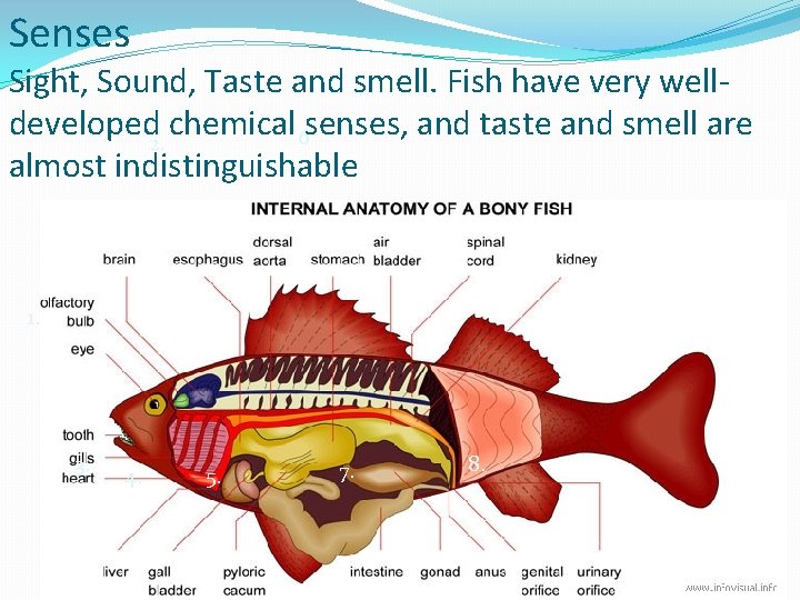 Senses Sight, Sound, Taste and smell. Fish have very welldeveloped 2. chemical 6 senses,