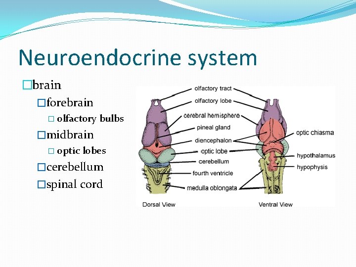 Neuroendocrine system �brain �forebrain � olfactory bulbs �midbrain � optic lobes �cerebellum �spinal cord