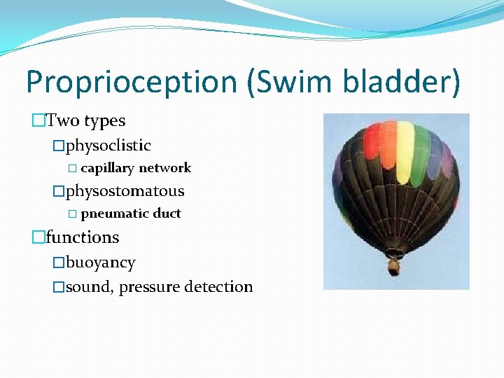 Proprioception (Swim bladder) �Two types �physoclistic � capillary network �physostomatous � pneumatic duct �functions