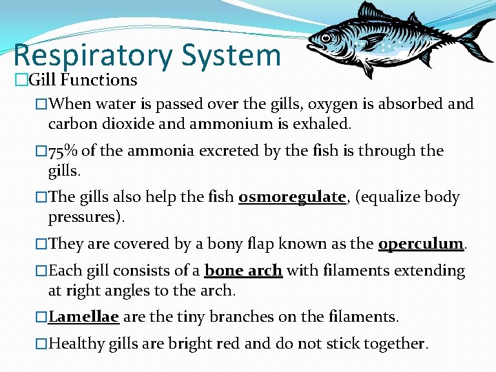 Respiratory System �Gill Functions �When water is passed over the gills, oxygen is absorbed