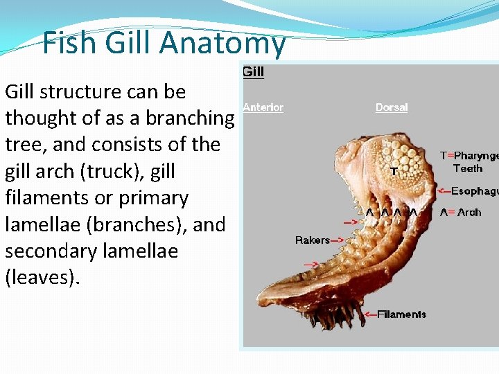 Fish Gill Anatomy Gill structure can be thought of as a branching tree, and