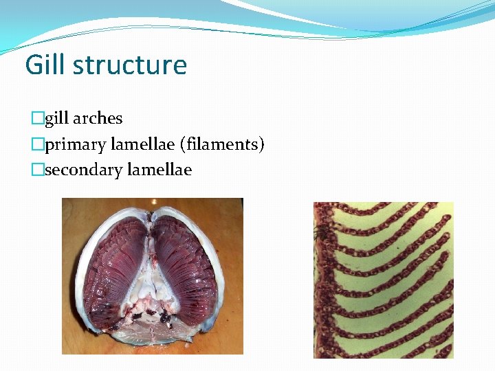 Gill structure �gill arches �primary lamellae (filaments) �secondary lamellae 
