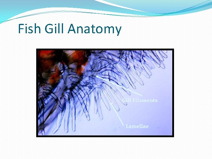 Fish Gill Anatomy Gill Filaments Lamellae 