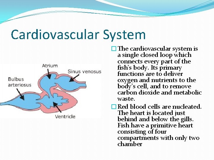 Cardiovascular System �The cardiovascular system is a single closed loop which connects every part