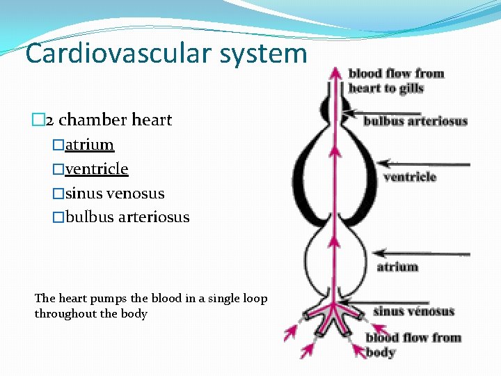 Cardiovascular system � 2 chamber heart �atrium �ventricle �sinus venosus �bulbus arteriosus The heart