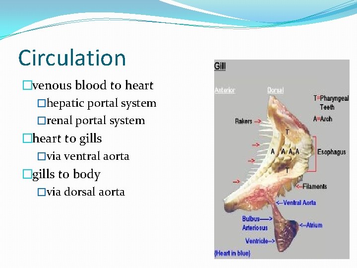 Circulation �venous blood to heart �hepatic portal system �renal portal system �heart to gills