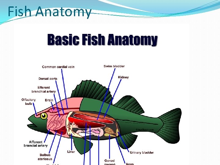 Fish Anatomy 