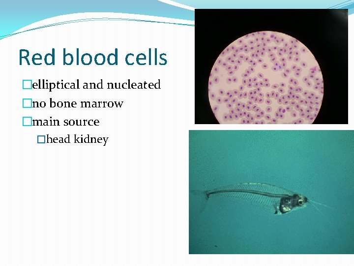 Red blood cells �elliptical and nucleated �no bone marrow �main source �head kidney 