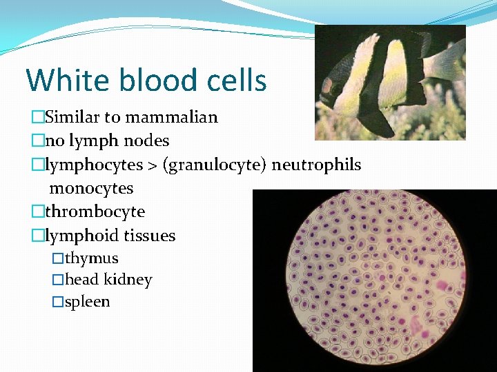 White blood cells �Similar to mammalian �no lymph nodes �lymphocytes > (granulocyte) neutrophils monocytes