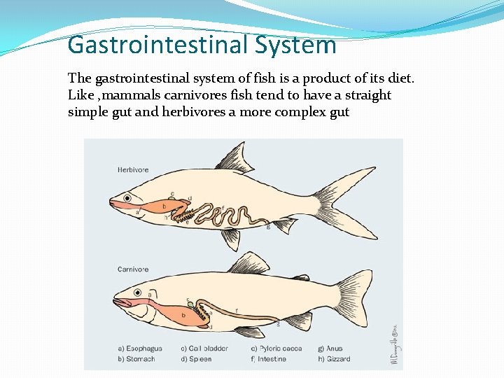 Gastrointestinal System The gastrointestinal system of fish is a product of its diet. Like