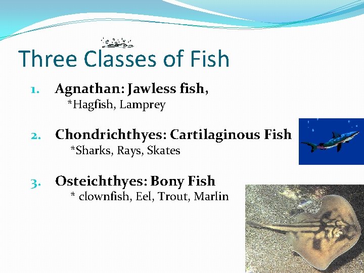 Three Classes of Fish 1. Agnathan: Jawless fish, 2. Chondrichthyes: Cartilaginous Fish 3. Osteichthyes: