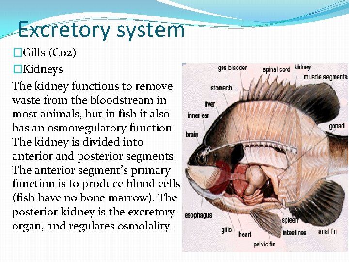 Excretory system �Gills (Co 2) �Kidneys The kidney functions to remove waste from the