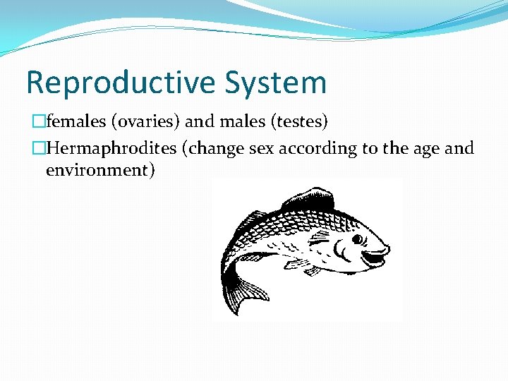 Reproductive System �females (ovaries) and males (testes) �Hermaphrodites (change sex according to the age