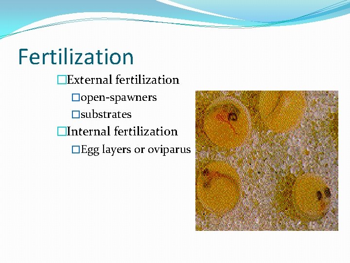 Fertilization �External fertilization �open-spawners �substrates �Internal fertilization �Egg layers or oviparus 