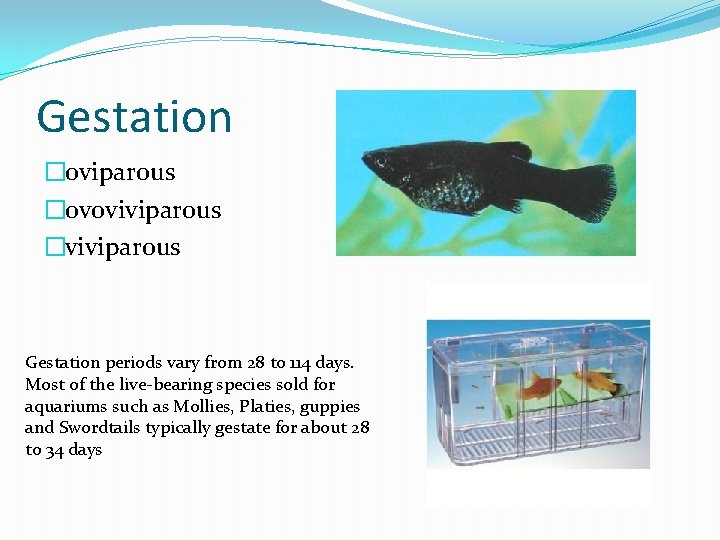 Gestation �oviparous �ovoviviparous �viviparous Gestation periods vary from 28 to 114 days. Most of