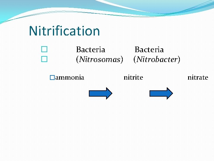 Nitrification � � Bacteria (Nitrosomas) �ammonia Bacteria (Nitrobacter) nitrite nitrate 