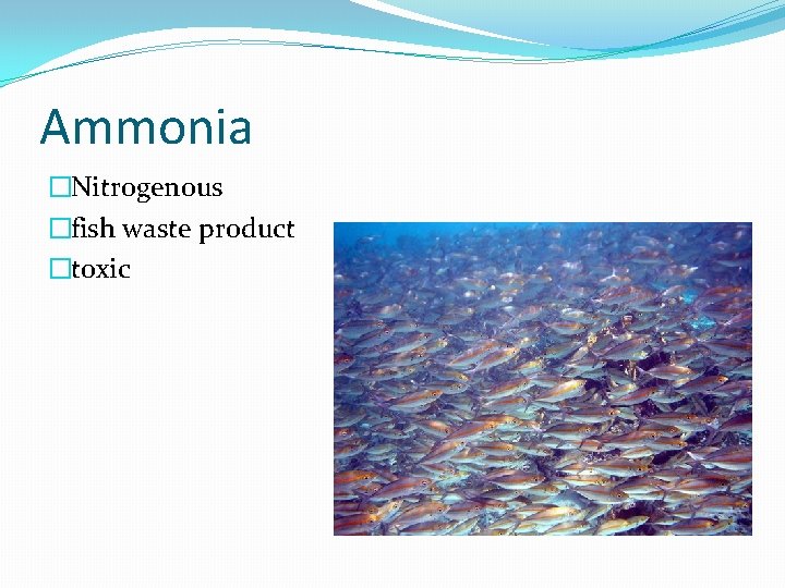 Ammonia �Nitrogenous �fish waste product �toxic 