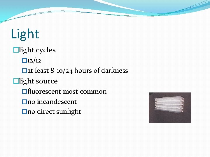 Light �light cycles � 12/12 �at least 8 -10/24 hours of darkness �light source