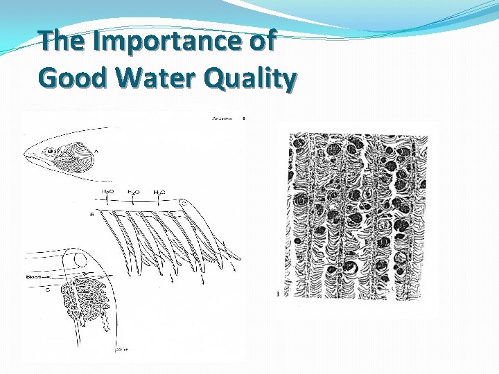 The Importance of Good Water Quality 