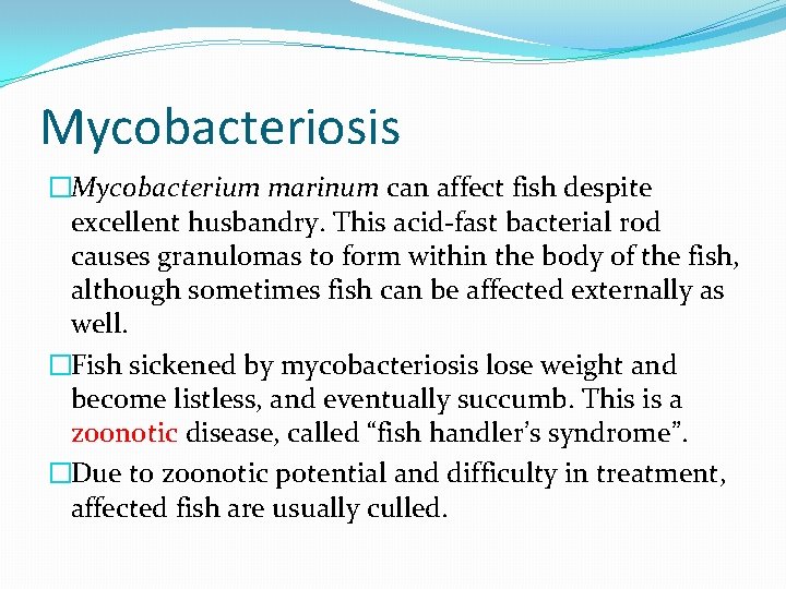 Mycobacteriosis �Mycobacterium marinum can affect fish despite excellent husbandry. This acid-fast bacterial rod causes
