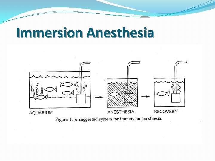 Immersion Anesthesia 
