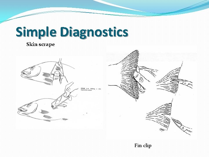 Simple Diagnostics Skin scrape Fin clip 