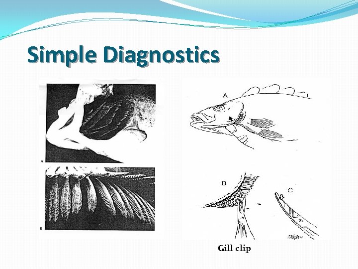 Simple Diagnostics Gill clip 