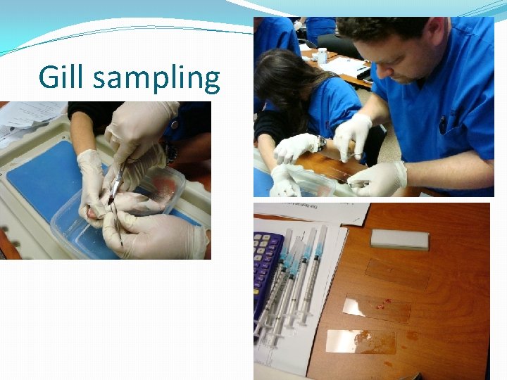 Gill sampling 